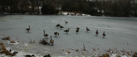 Geese on frozen pond