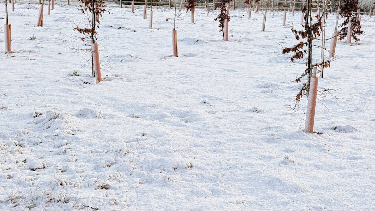 Covering of snow