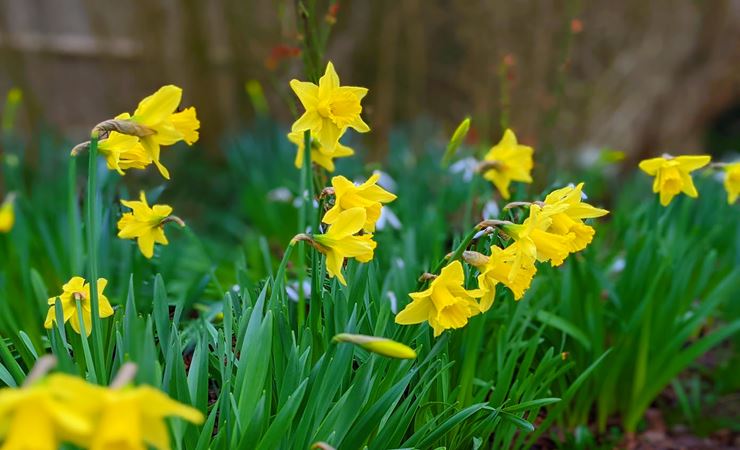 Daffodils in bloom