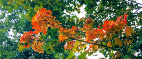Autumnal colours
