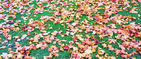 Autumnal fall