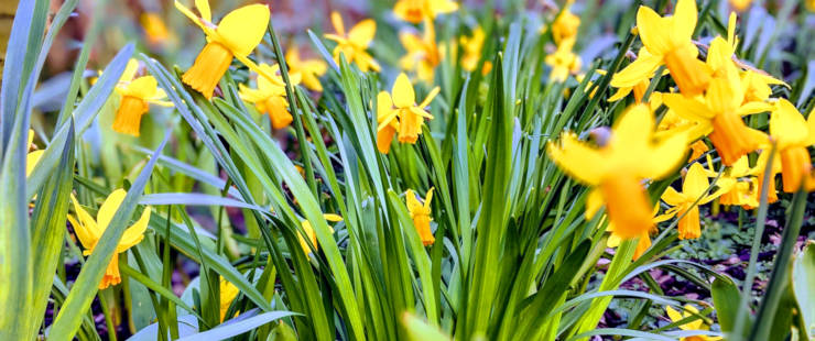 Daffodils blooming