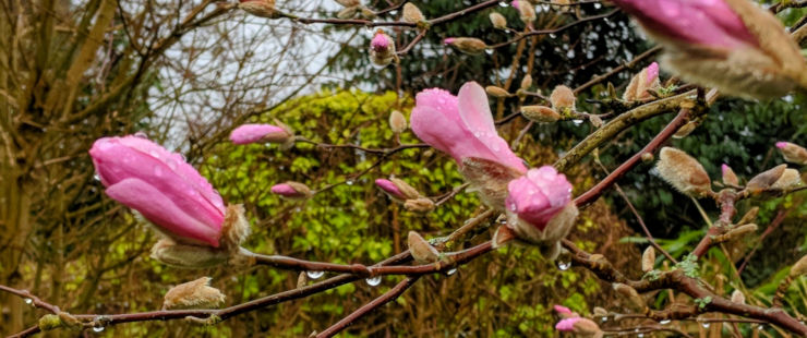 Blossoming magnolia in the rain