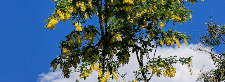 Laburnum golden chaiin tree