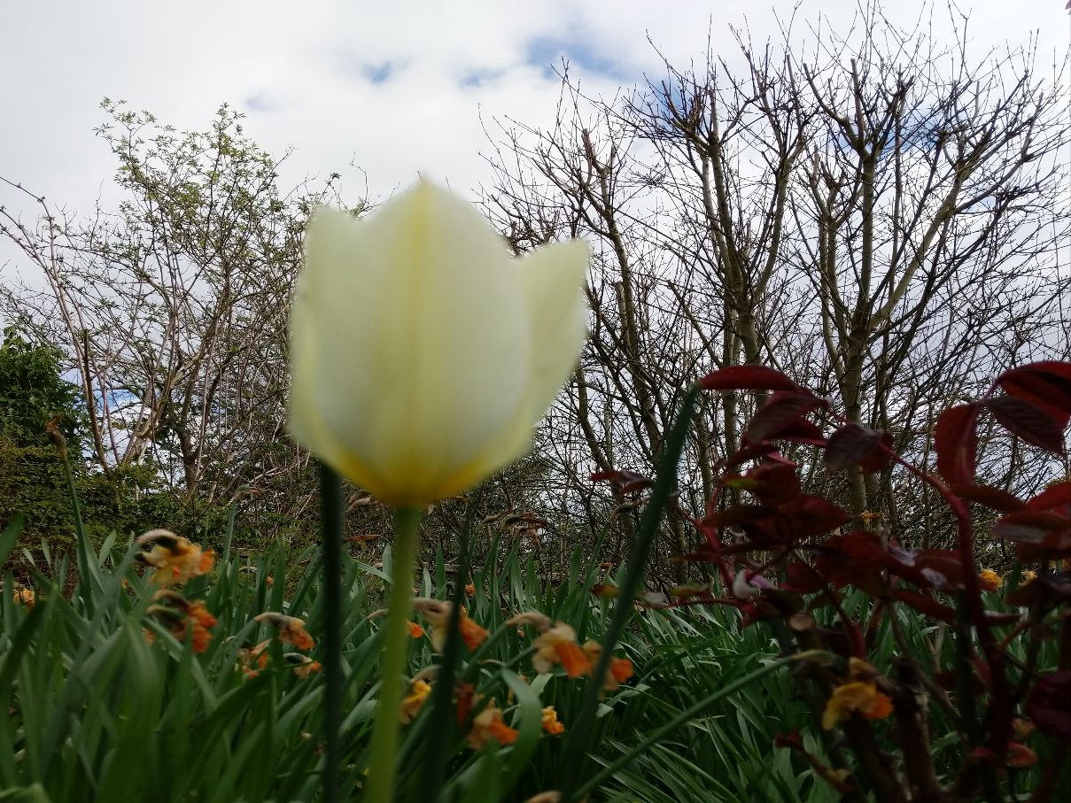 Berkhamsted, Hertfordshire, Tulips flowering...