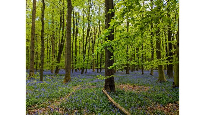 Bluebells at Ashridge. Posted by Brian Gaze
