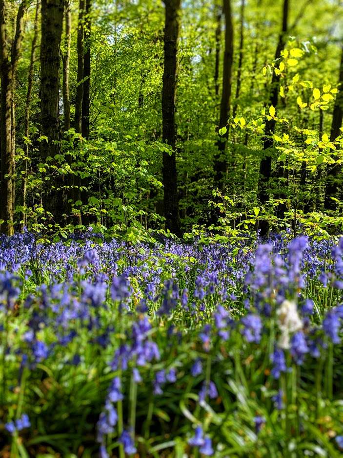 Ashridge, Hertfordshire, Bluebells at Ashridge...
