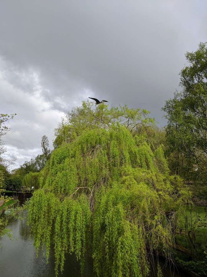 Berkhamsted, Hertfordshire, Mostly overcast but some bright spells today....