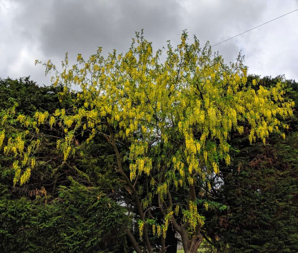 Laburnum or Golden chain tree. Posted by Brian Gaze
