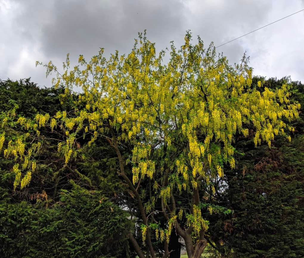 Berkhamsted, Hertfordshire, Laburnum or Golden chain tree. ...