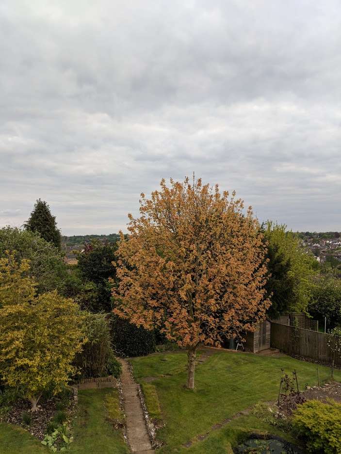 Berkhamsted, Hertfordshire, Overcast and cold today. Max temp 12.2C...