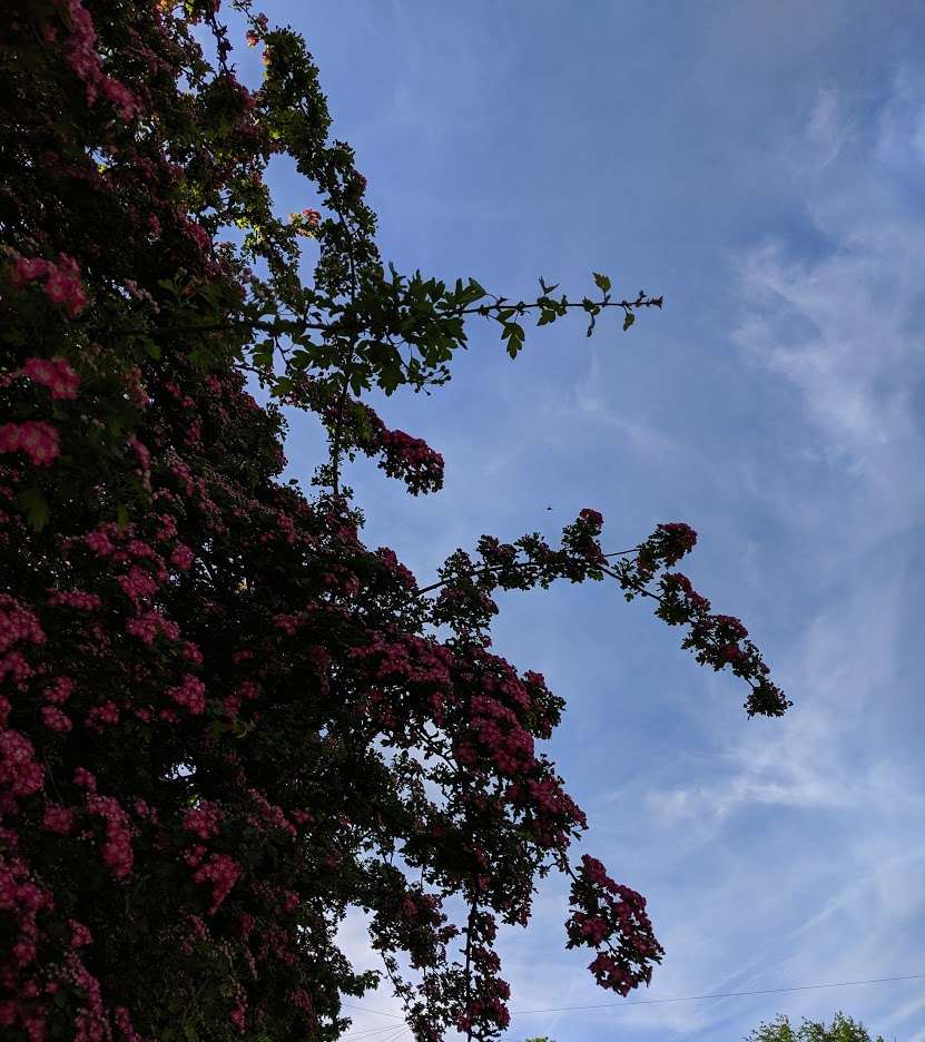 Berkhamsted, Hertfordshire, English hawthorn almost in full blossom....