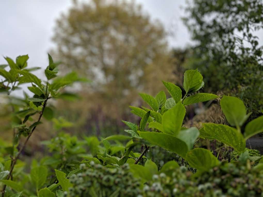 Berkhamsted, Hertfordshire, Overcast and wet. Max temp 14.9C before the rain arrived....