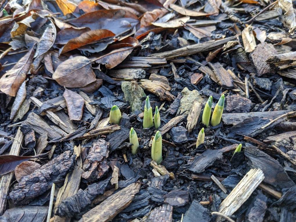 Berkhamsted, Hertfordshire, Signs of spring!...