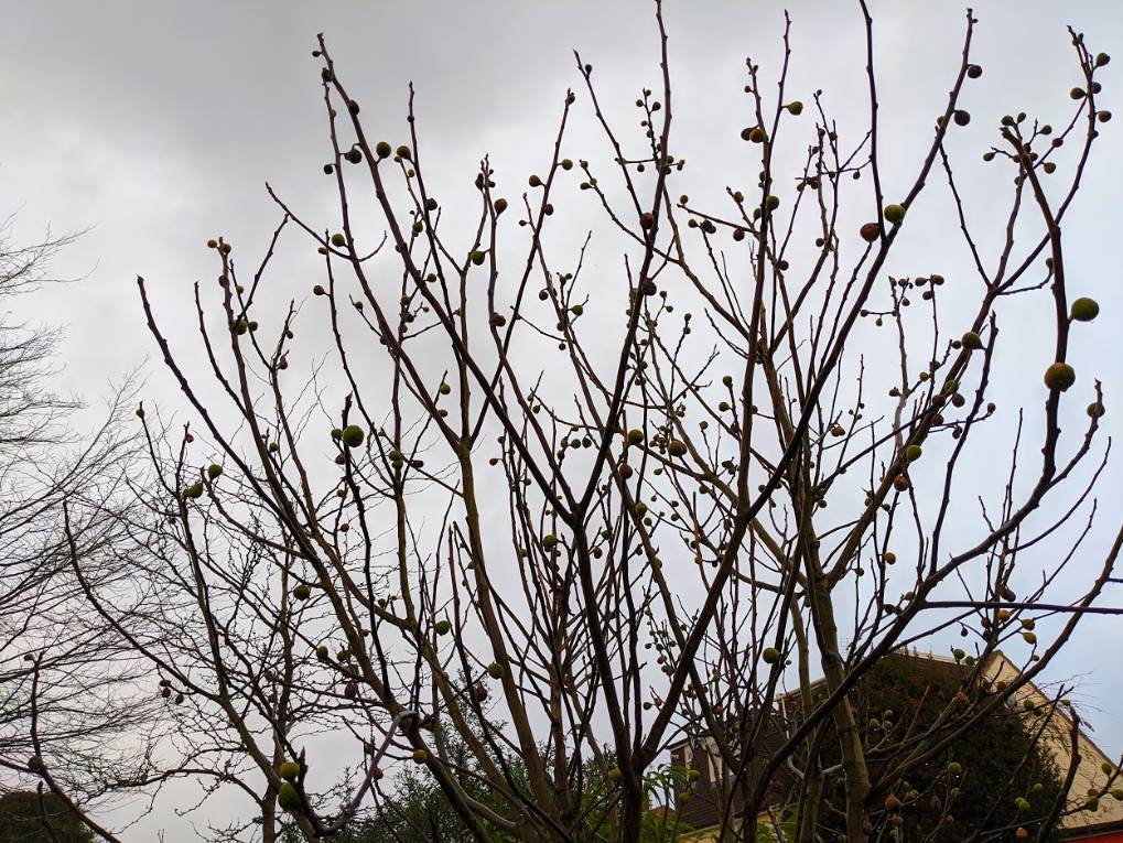 Berkhamsted, Hertfordshire, Fig tree on Christmas Eve...