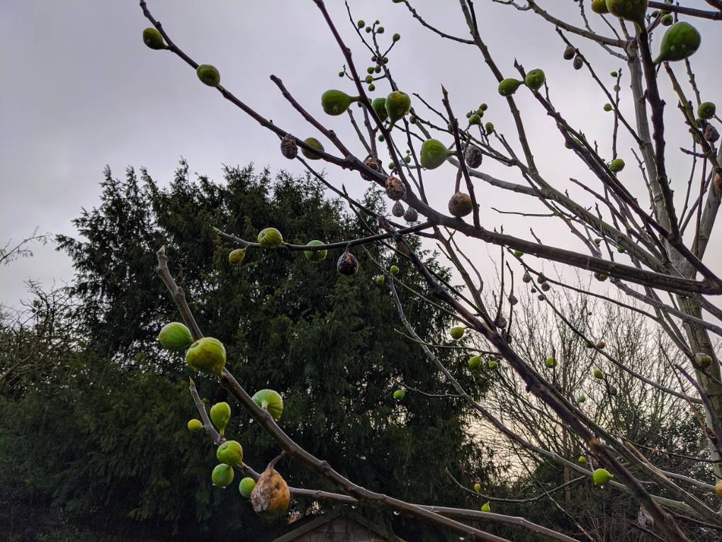 Berkhamsted, Hertfordshire, Fig tree on Christmas Eve...