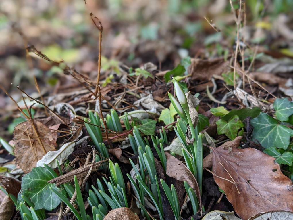 Berkhamsted, Hertfordshire, Snow drop starting to open...