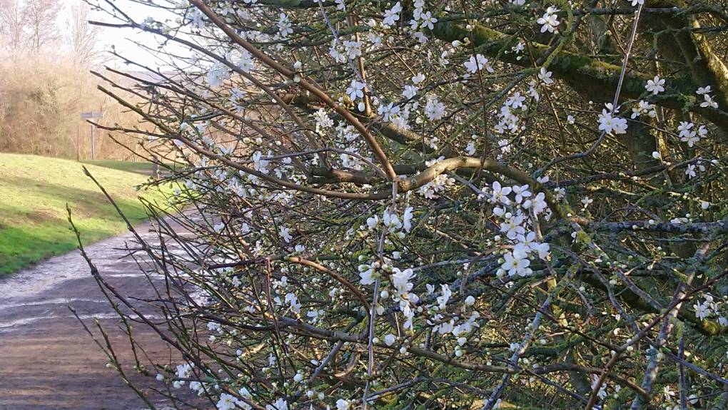 Leybourne, Kent, Blossom already ...
