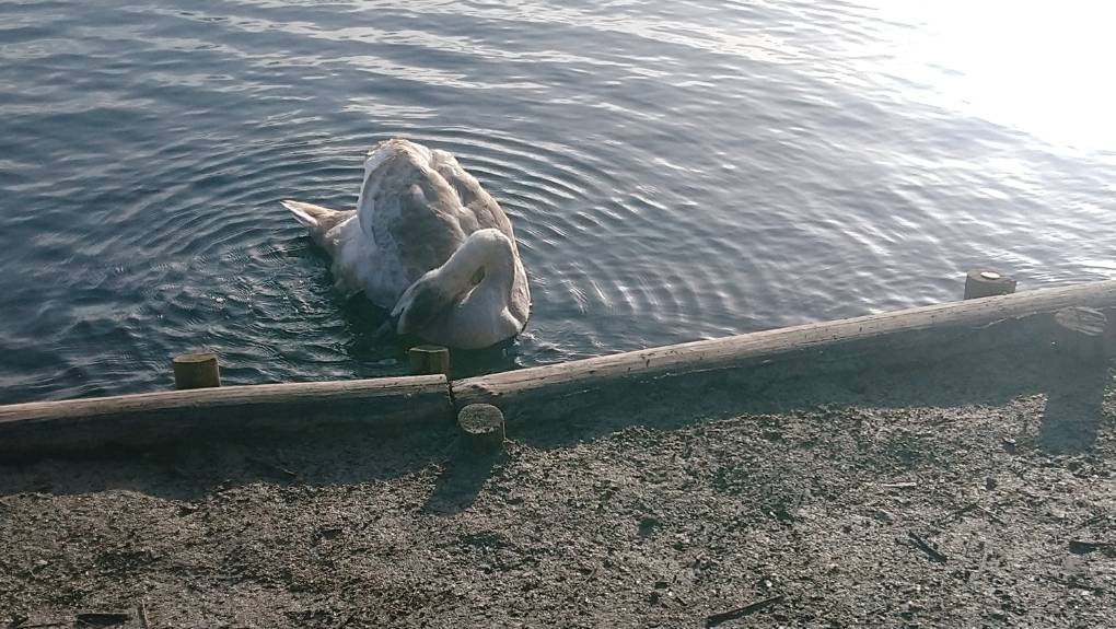 Leybourne, Kent, Young swan...