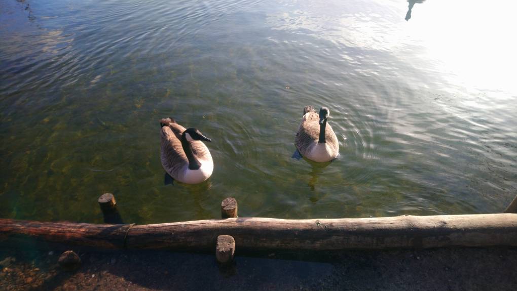 Leybourne, Kent, Canadian geese ...