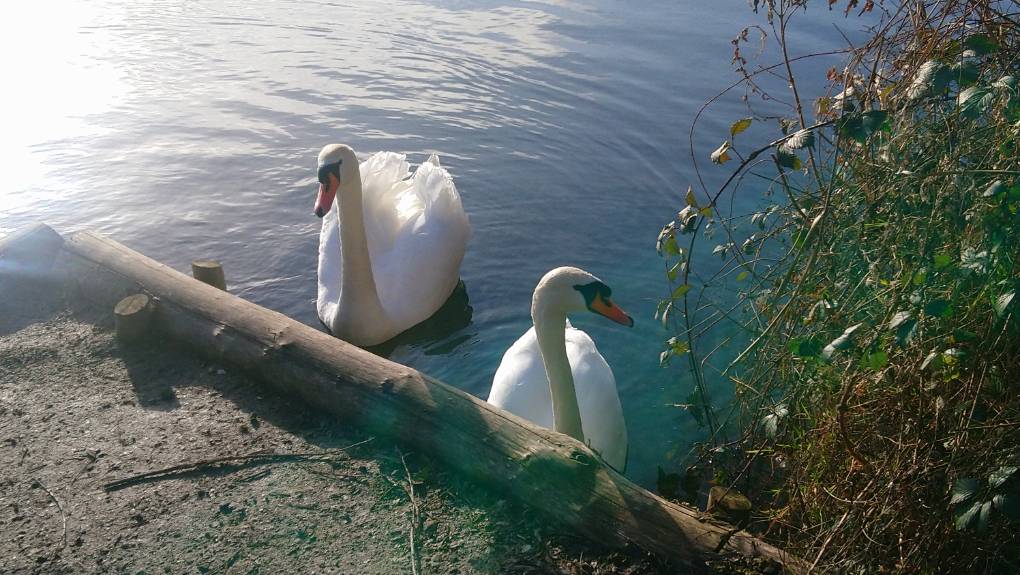Leybourne, Kent, Swans...