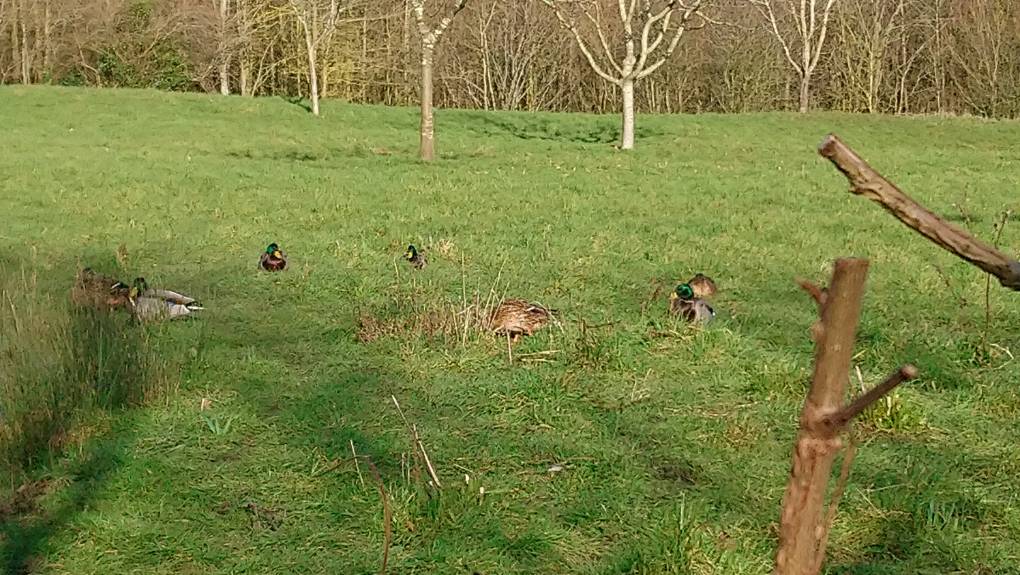 Ryarsh, Kent, Ducks in the sun...