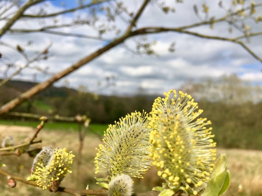 leek, staffordshire, spring is in the air.....