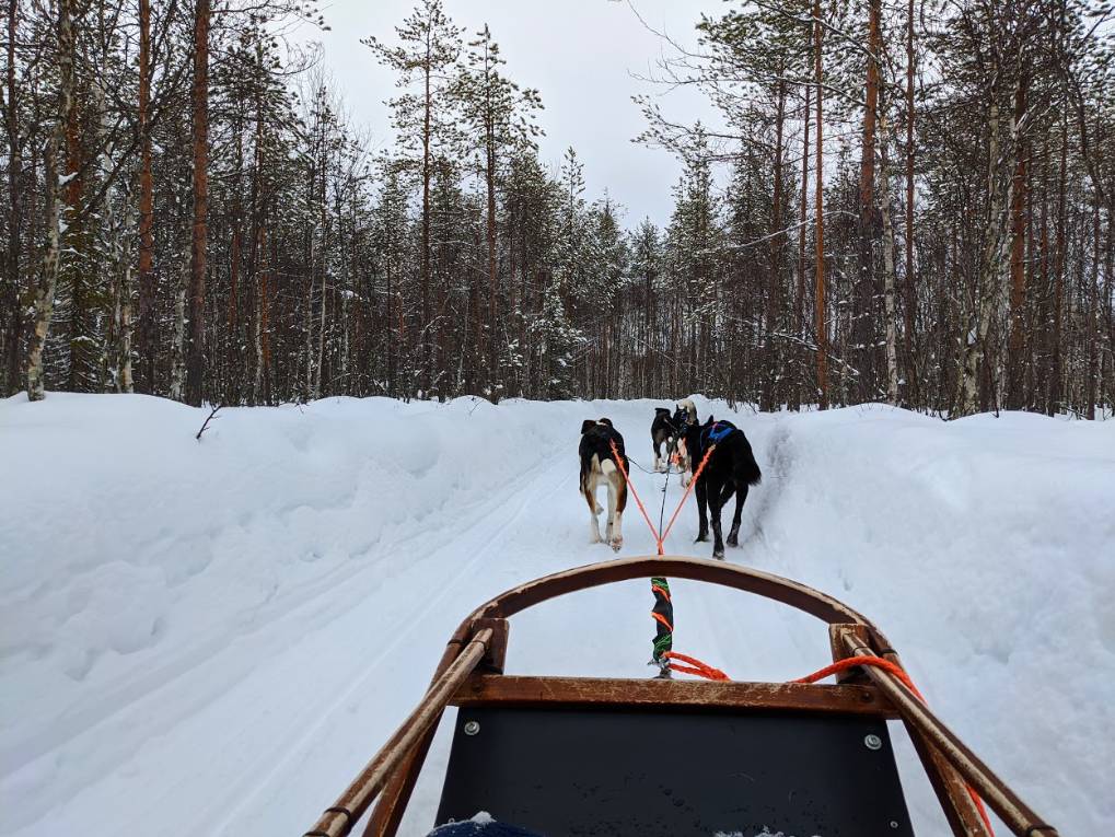 Rovaniemi, , Alaskan Huskies in the Arctic snow...