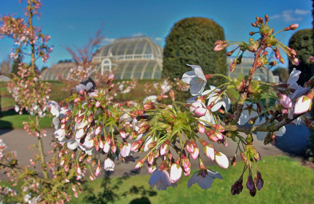 Kew Gardens, London, Blossom out in the sun...