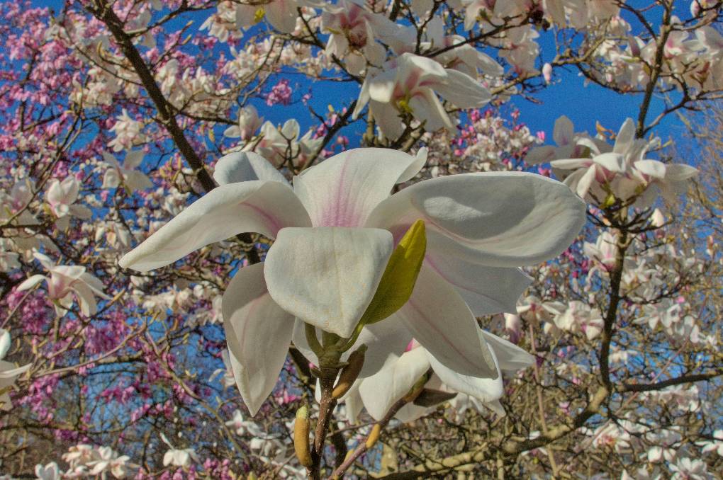 Kew Gardens, London, Blossom out in the sun...