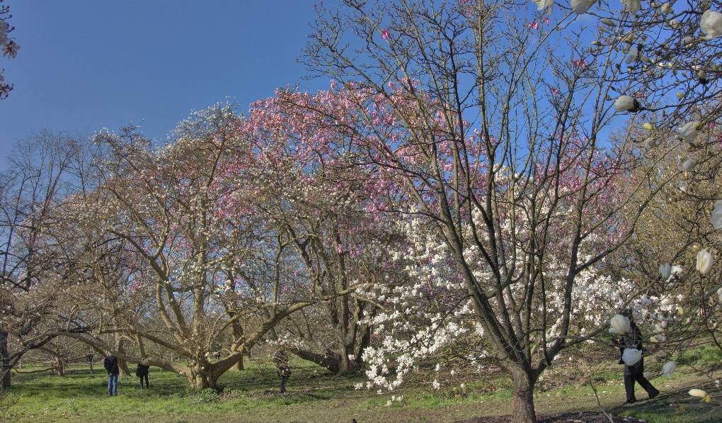 Kew Gardens, London, Blossom out in the sun...