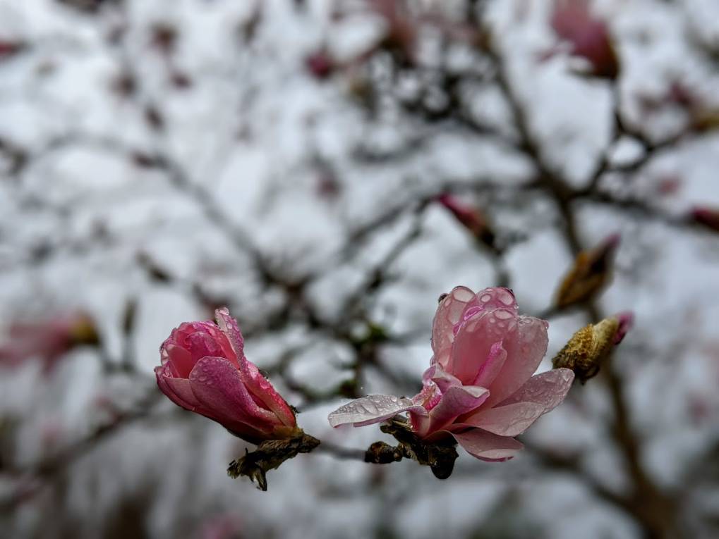 Berkhamsted, Hertfordshire, Magnolia starting to bloom....
