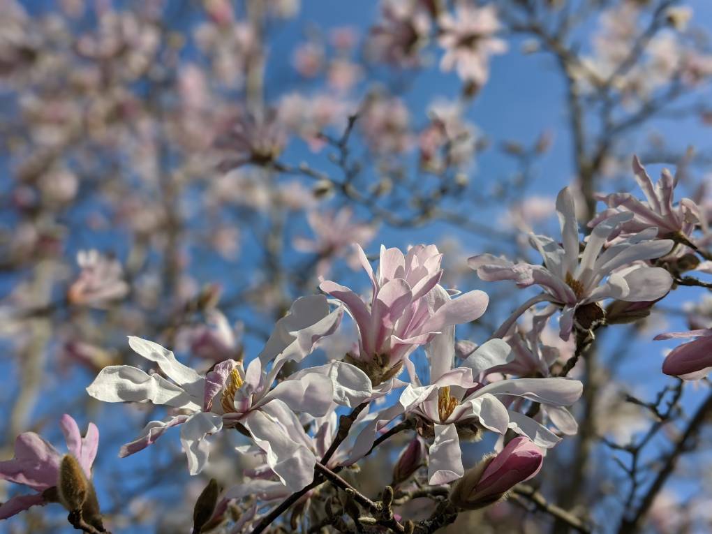 Berkhamsted, Hertfordshire, Magnolia. ...