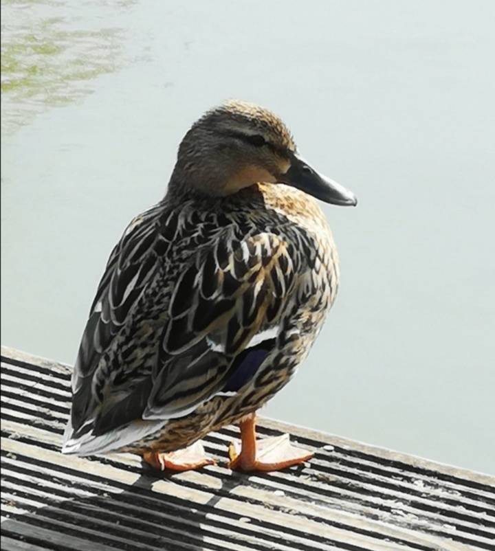 Somerton, Somerset, 
