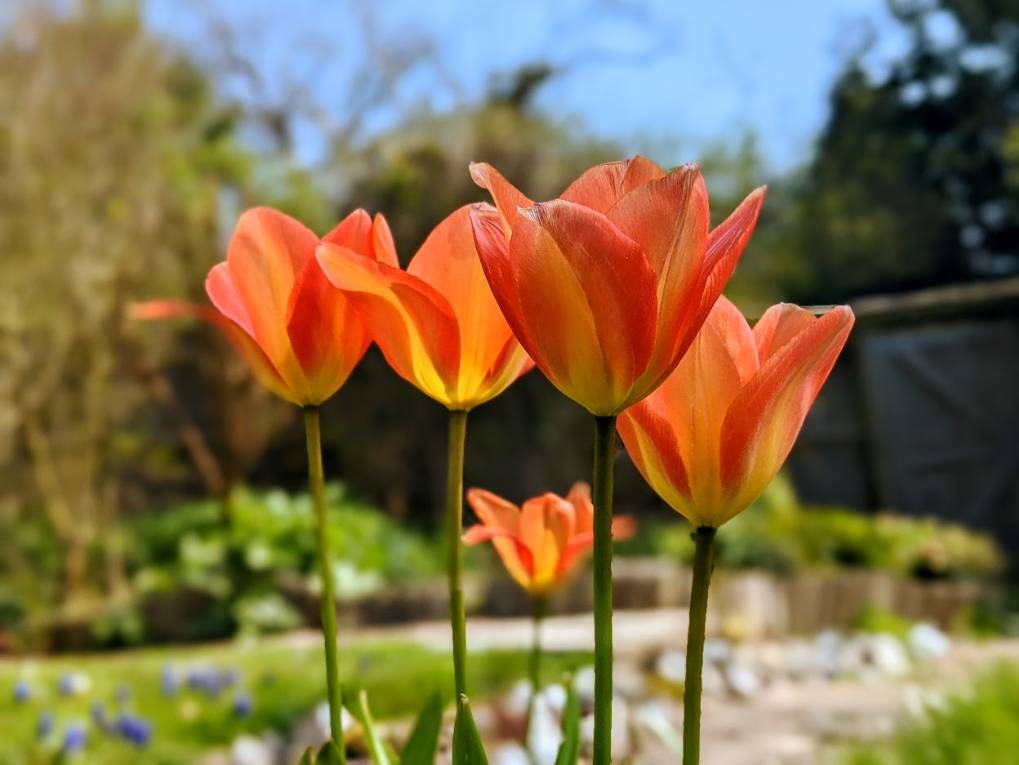 Tulips in bloom Berkhamsted, Hertfordshire,United Kingdom, sent by brian gaze