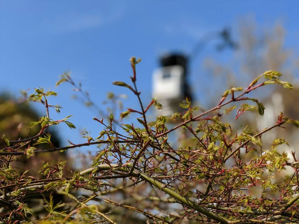 Berkhamsted, Hertfordshire, Leaves starting to develop on an Acer shrub. VP2 in the background....