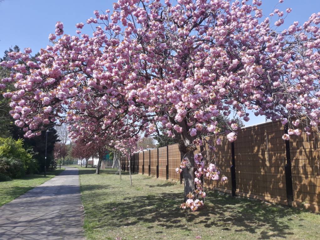 Ealing, London, Spring blossom...