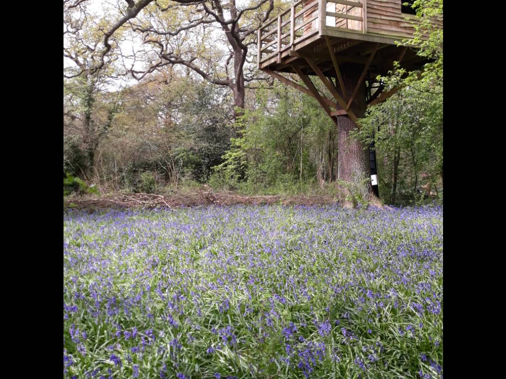Ealing, London, Bluebells in full early bloom ,Perivale Woods....