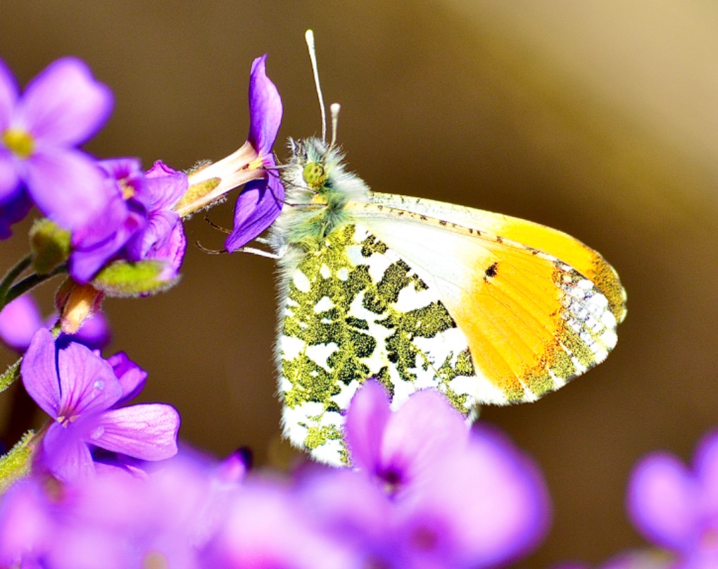 leek, staffordshire, orange tip sunning itself...