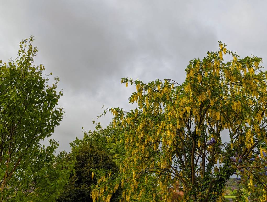 Berkhamsted, Hertfordshire, Laburnum or golden chain tree in...