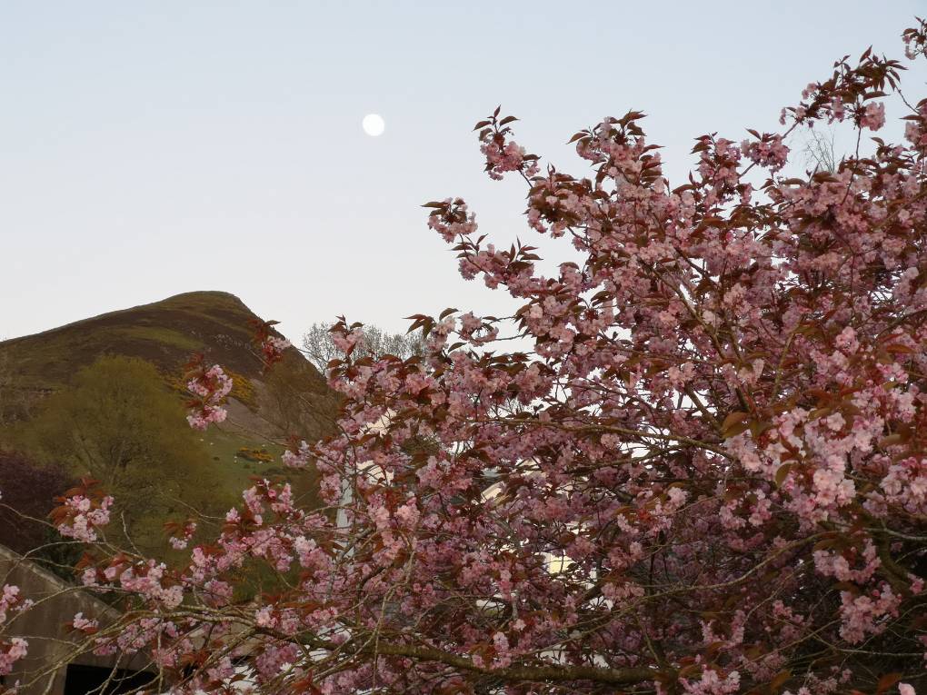 Moon, mountain and cherry blossom Auchterarder, ,, sent by Uncle Ted