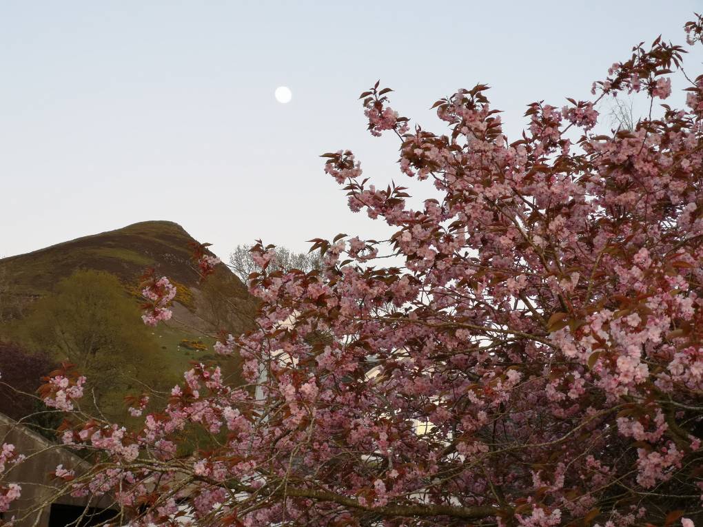 Auchterarder, , Moon, mountain and cherry blossom...