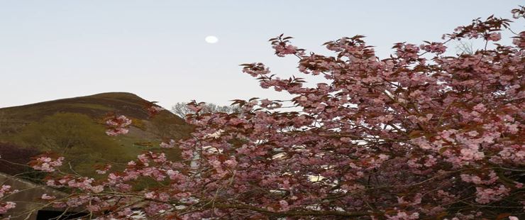 Moon, mountain and cherry blossom, near to Auchterarder. Posted by Uncle Ted