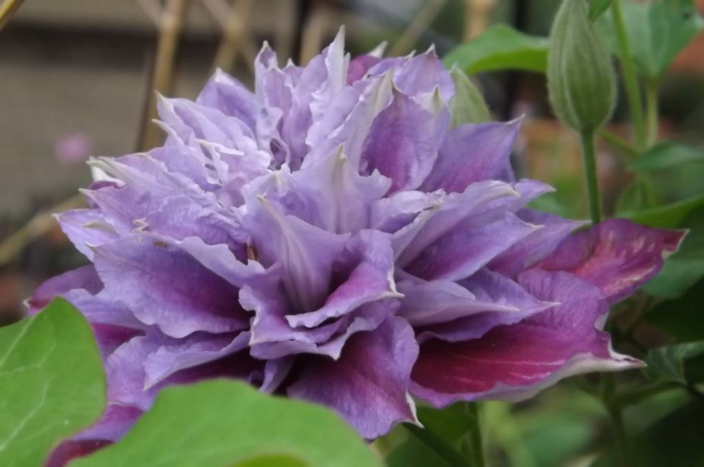 POTTERS BAR, HERTFORDSHIRE, Clematis...