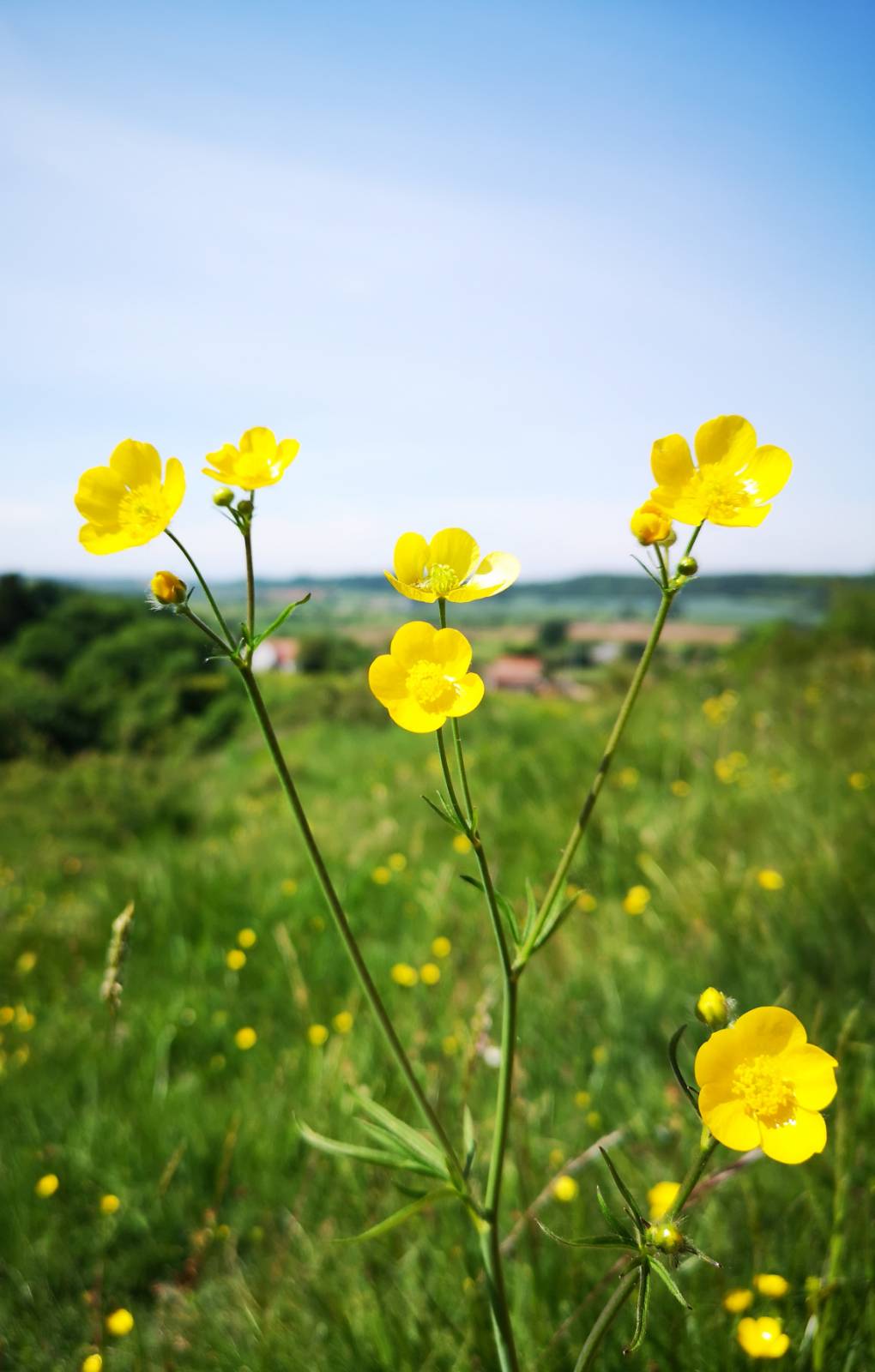 Street, Somerset, Buttercups ...