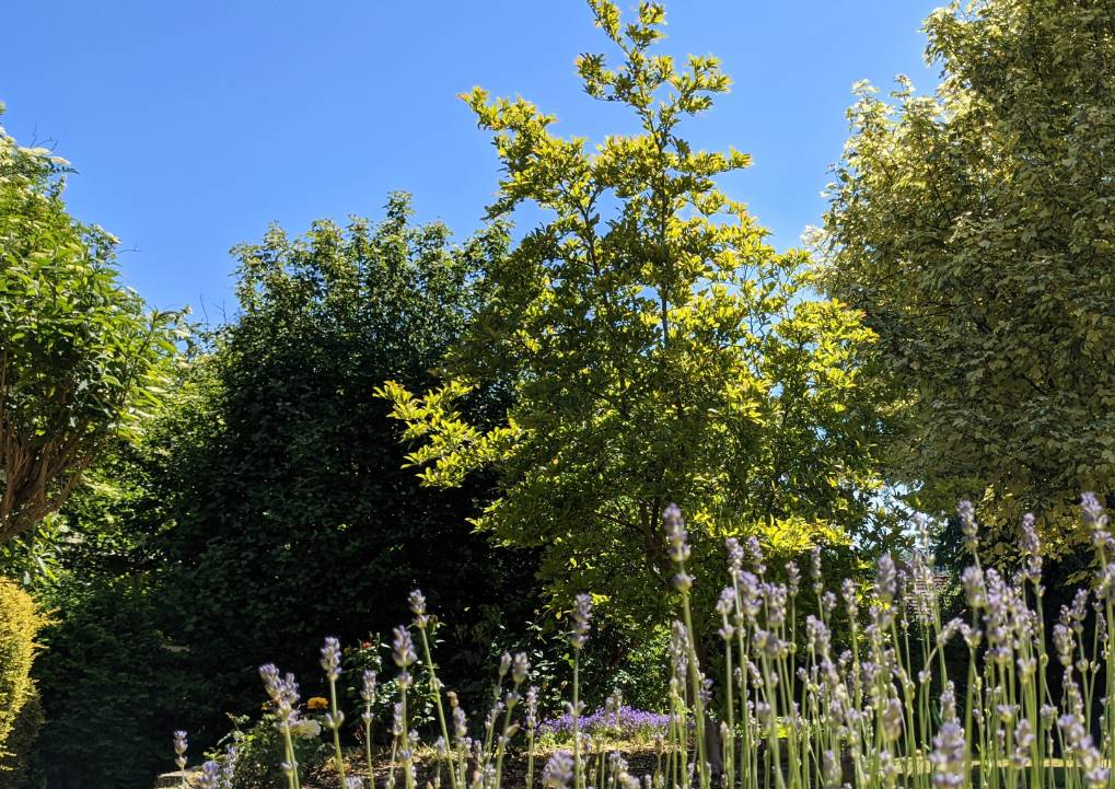 Berkhamsted, Herts, Glorious weather. Wondering if I can self furlough...