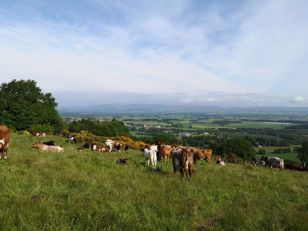 Auchterarder, , Peaceful summer morning overlooking Auchterarder ...