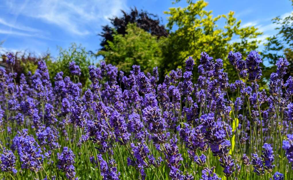 The bees love it. Lavender in full bloom. Berkhamsted, Hertfordshire,United Kingdom, sent by brian gaze