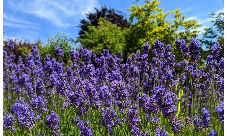 The bees love it. Lavender in full bloom. Posted by brian gaze