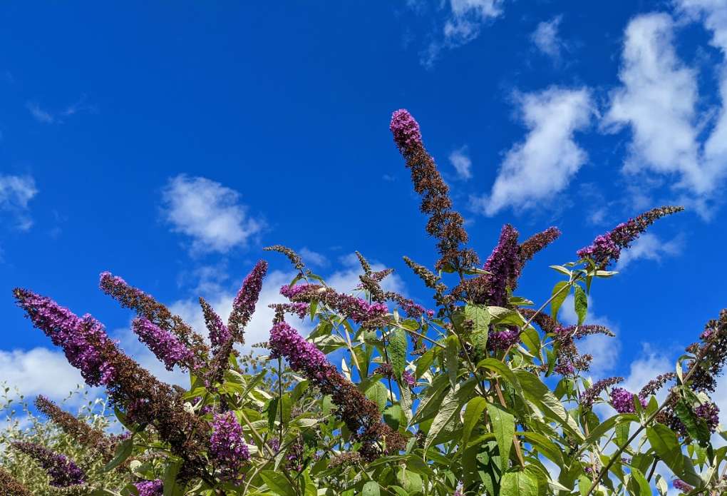 Berkhamsted, Hertfordshire, Butterfly bush in bloom...